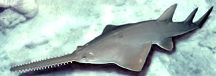 pristis pectinata_04.jpg